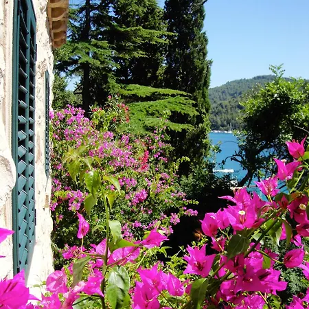 Klematis Vela Luka