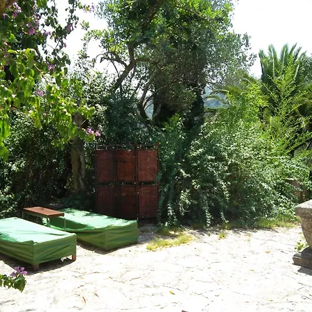 Klematis Villa Vela Luka