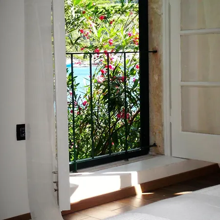 Klematis Vila Vela Luka