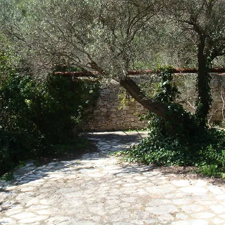 Klematis *