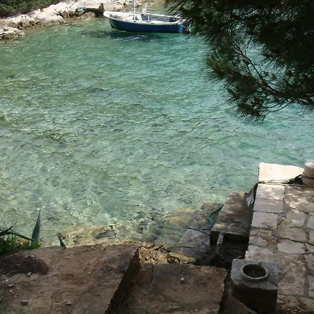 Klematis Vela Luka