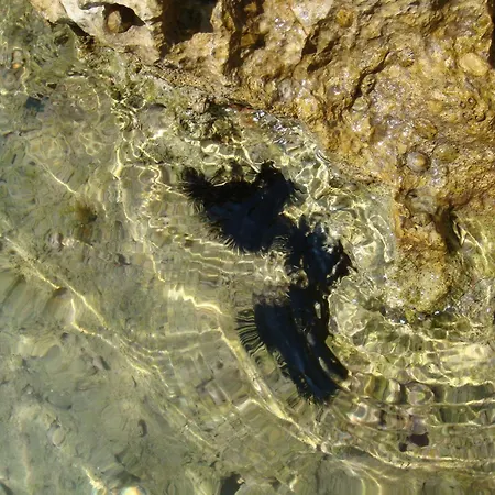Klematis Vela Luka